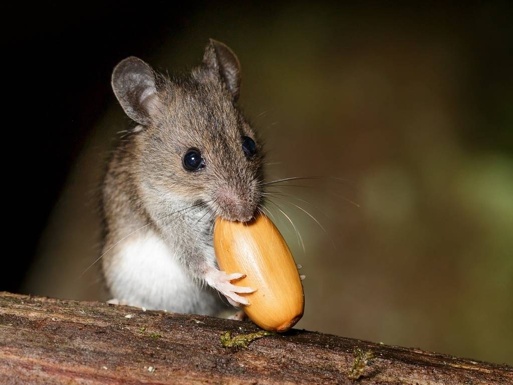 Крысы едят мышей: реальность или миф?