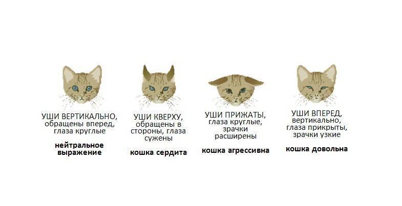 ᐉ американская жесткошерстная кошка - описание пород котов - ➡ motildazoo.ru