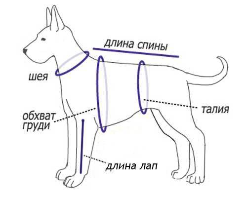 Как правильно подобрать размер ошейника для собаки