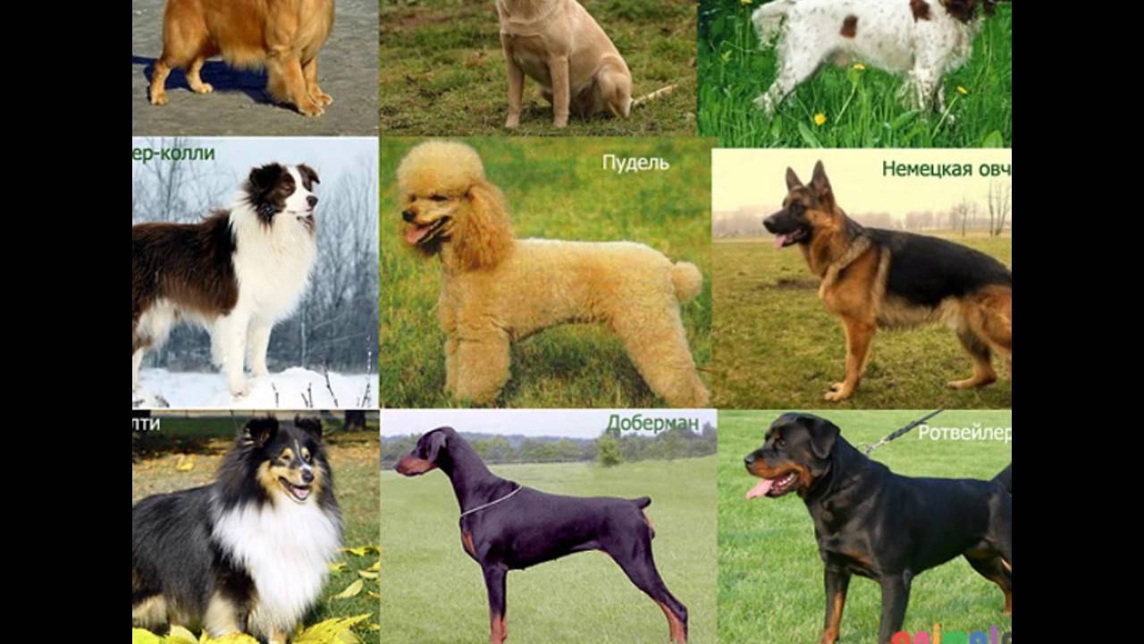 Прода ев. Породы собак. Название собак. Породистые собаки. Разные породы собак.