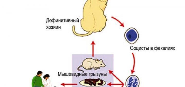 Токсоплазмоз у кошек и человека