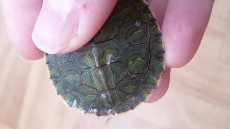 Грибок у красноухой черепахи (микоз кожи), лечение грибка