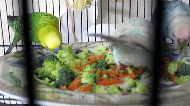 Овощи и фрукты для волнистого попугая: что можно?