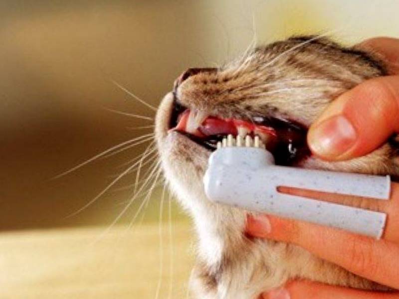 Профилактика заболеваний зубов у кошек