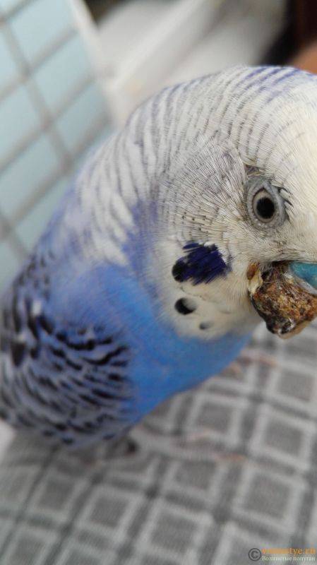 Причины поноса и запора у попугая и что нужно делать
