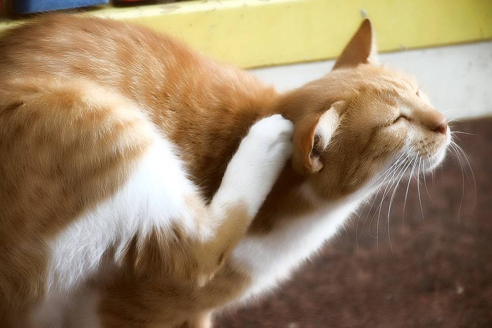 Кошка постоянно чешет уши и трясет головой: причины, чем лечить
