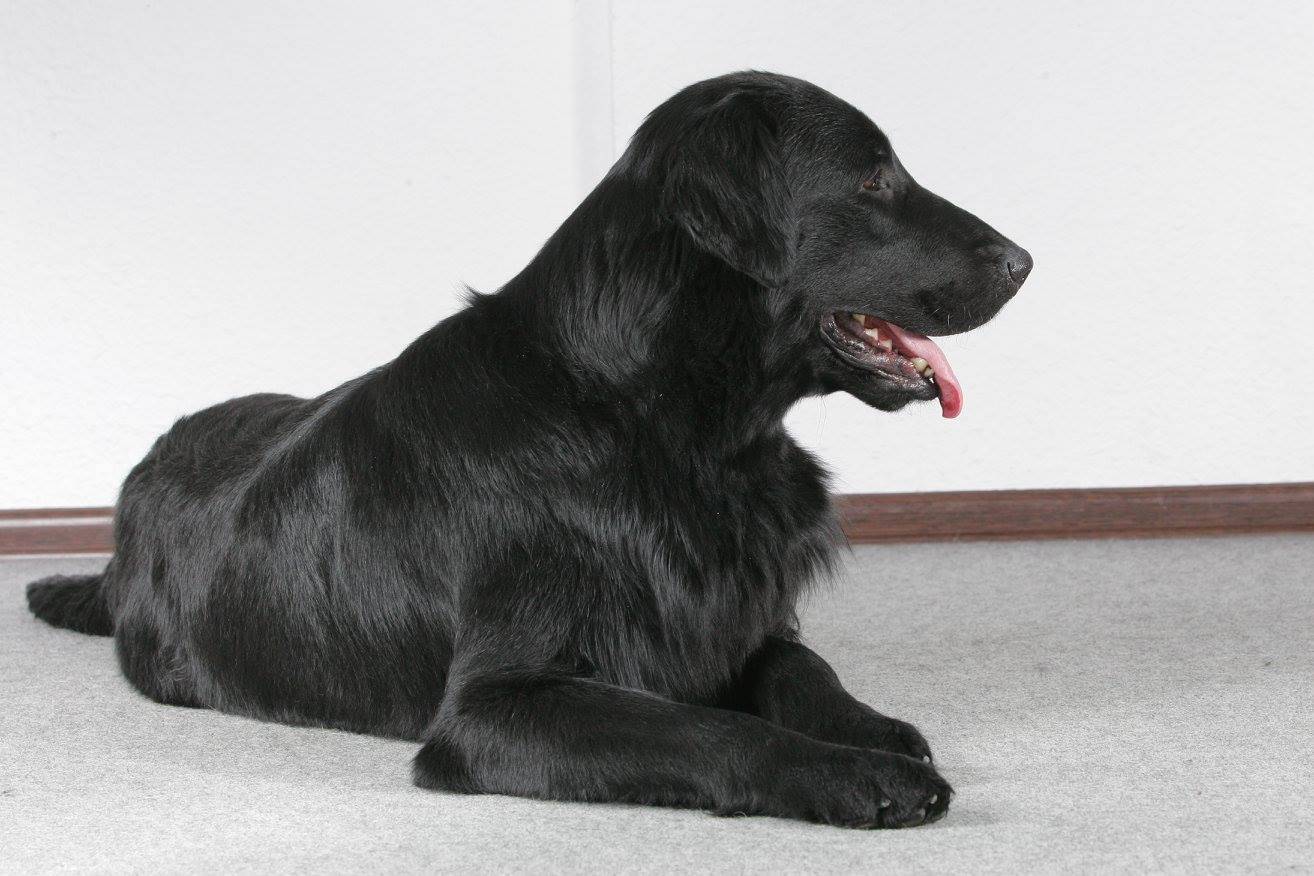 Прямошерстный ретривер (флэт): описание и характеристика собаки, содержание и уход