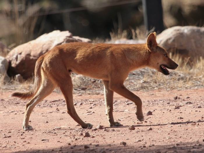 Дикая австралийская собака динго: где живет, особенности, дрессировка животного