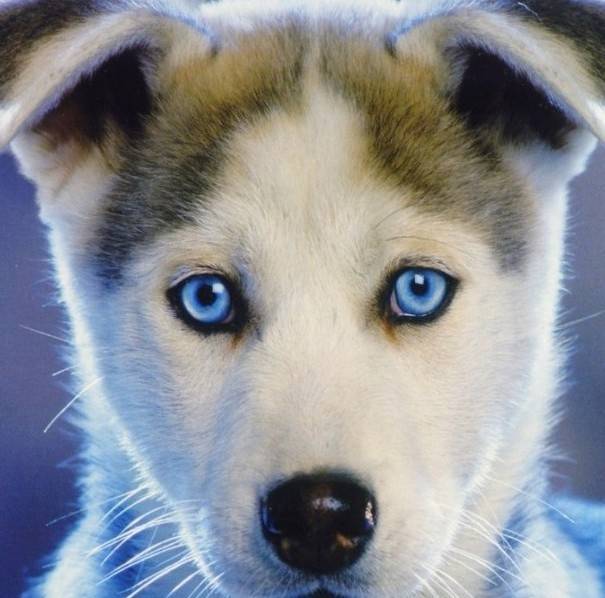 Глаза хаски. фото хаски с голубыми глазами. щенки
