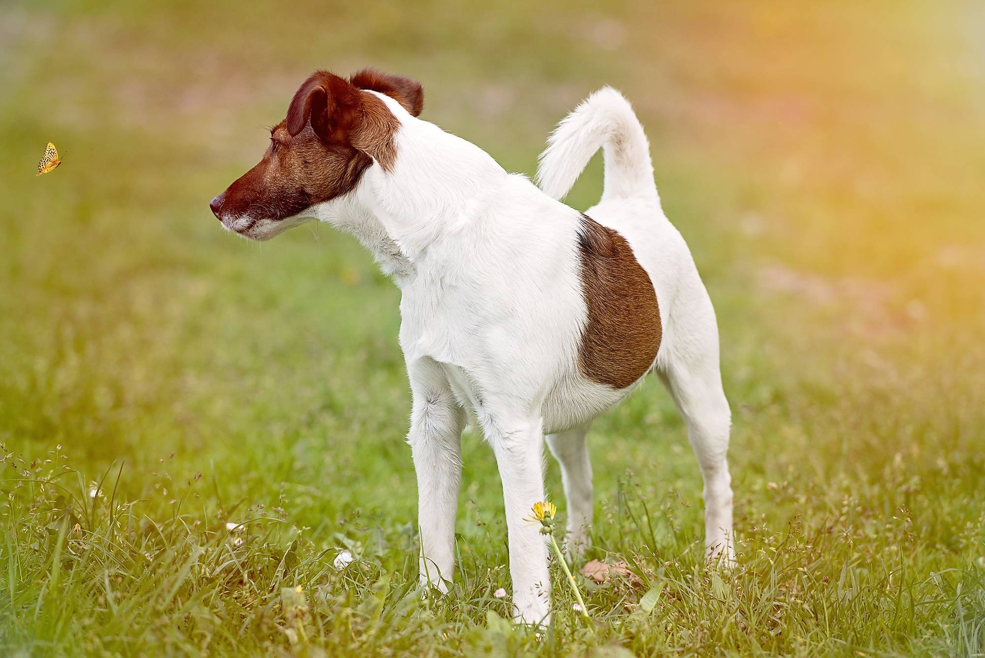 Порода собак парсон рассел терьер — энергичная, выносливая и бесстрашная порода