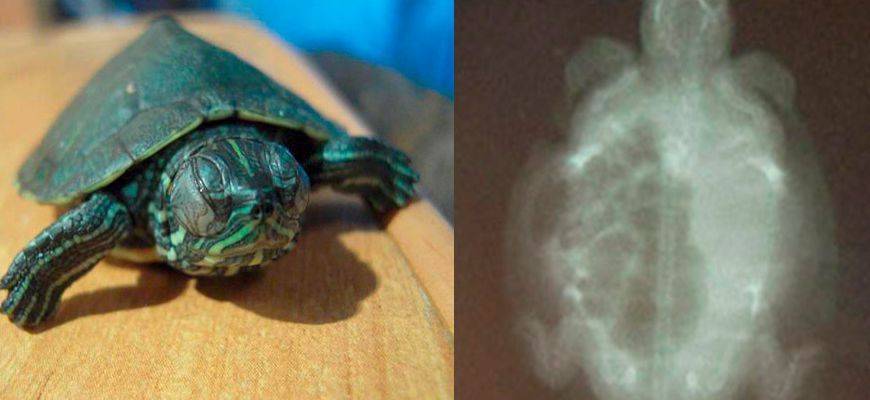Как определить и вылечить пневмонию у черепах