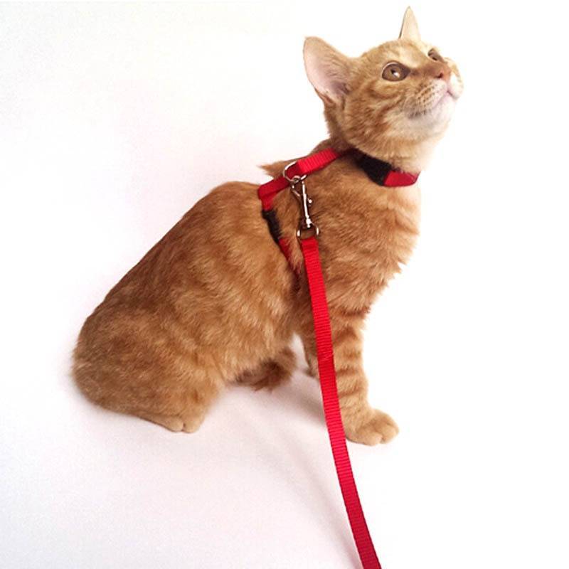 Питомец идет на прогулку: как выбрать шлейку для кошки и поводок