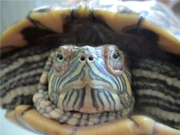 Красноухая черепаха: болезни и лечение в домашних условиях