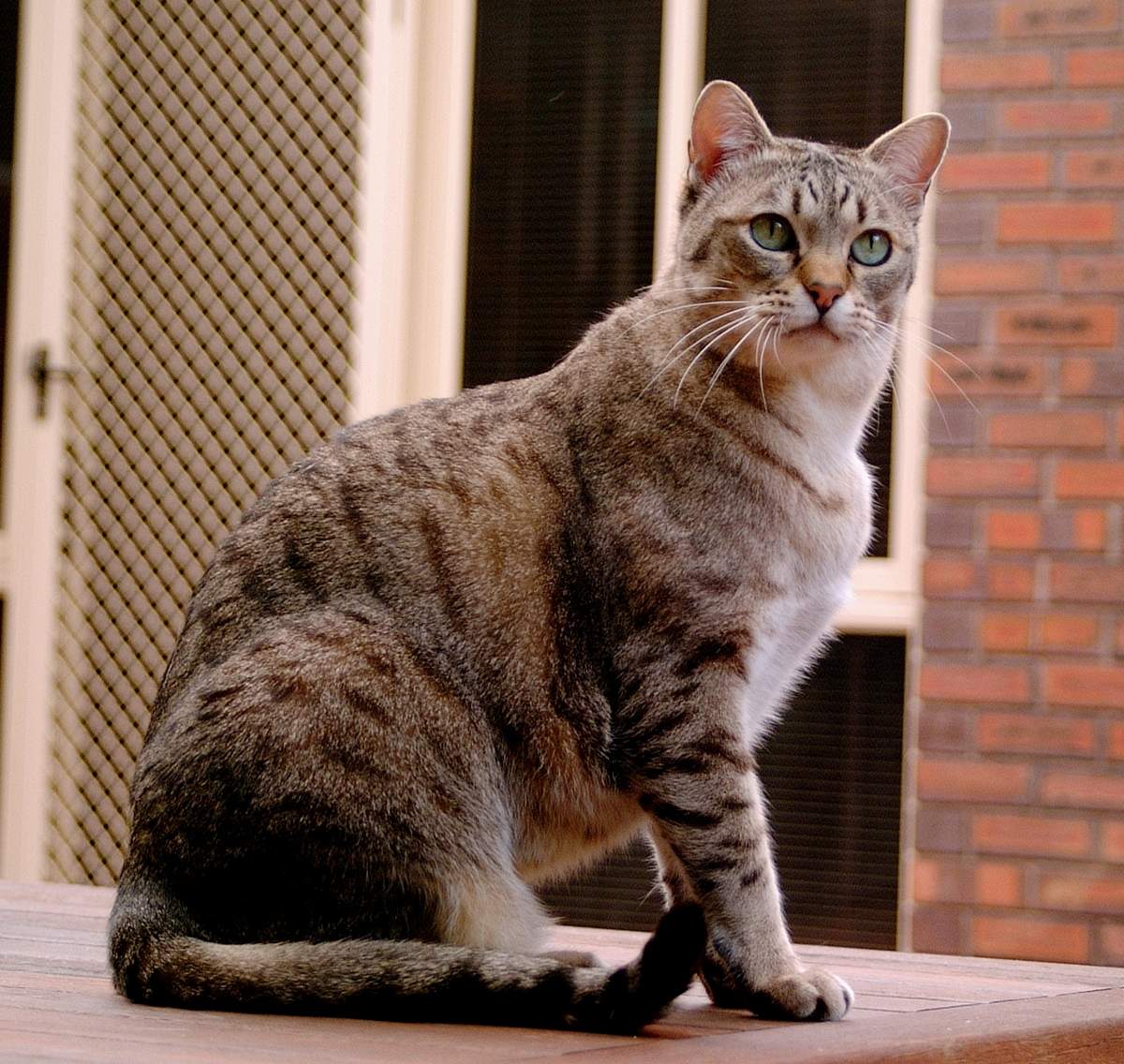 Китайская кошка: описание породы, характер, советы по содержанию и уходу, фото