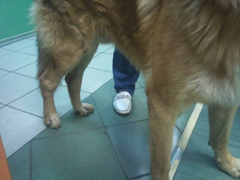Перелом лапы у собаки: как определить передний и задний, симптомы, как долго заживает при лечении без операции - блог о животных - zoo-pet.ru
