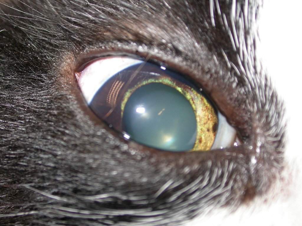 Глаукома у кошек: причины, симптомы, диагностика и лечение| hill's