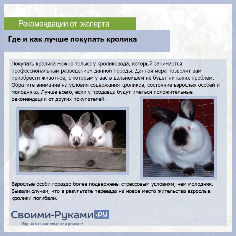 Кролики мясных пород: описание, фото, уход и разведение