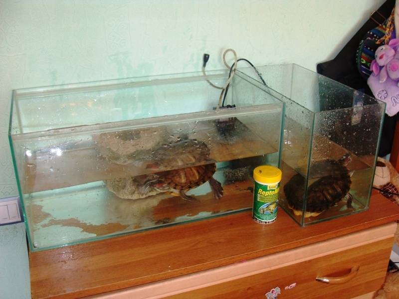 ᐉ какая вода нужна красноухой черепахе, сколько наливать в аквариум при содержании в домашних условиях - zoopalitra-spb.ru