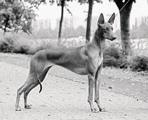 Фараонова собака: описание породы, характер, как купить, фото | petguru