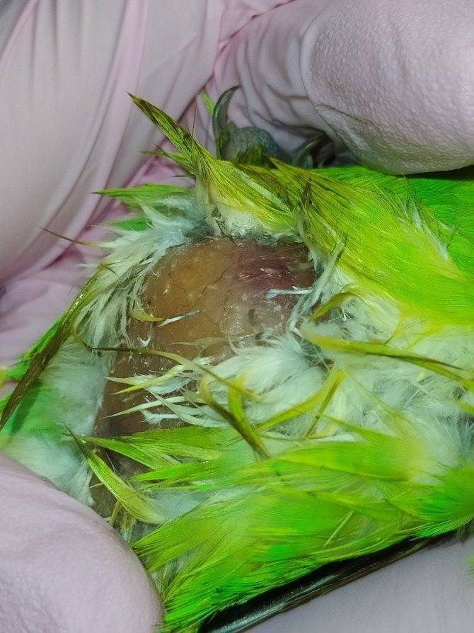 Умер попугай: почему и что делать, как похоронить и обработать клетку, можно ли спасти (волнистого, кореллу, жако, неразлучника), как пережить смерть