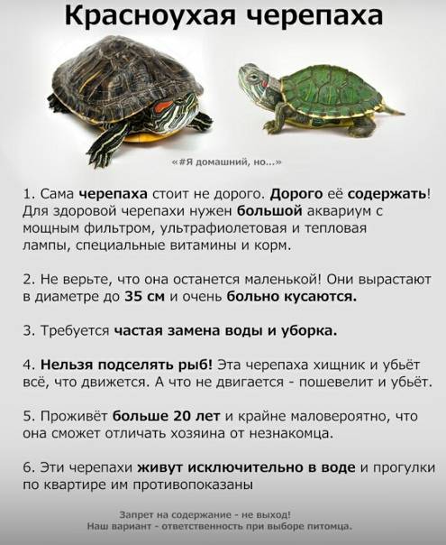 Красноухая черепаха: как правильно ухаживать в домашних условиях