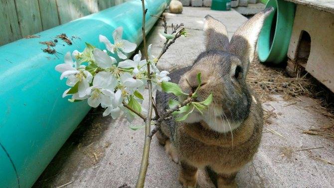 Какие ветки можно давать кроликам: обзор и фото
какие ветки можно давать кроликам: обзор и фото