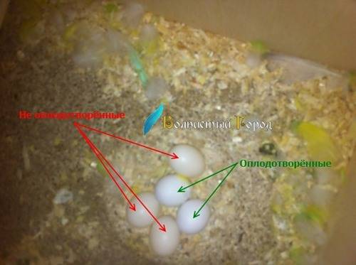 Что такое искусственная инкубация яиц попугаев и как правильно организовать процесс