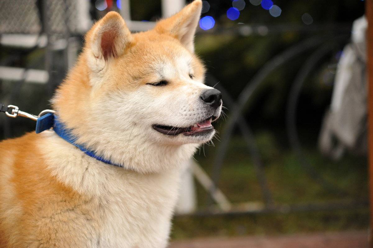 Собака хатико: реальная история, фото, название породы и фильмы