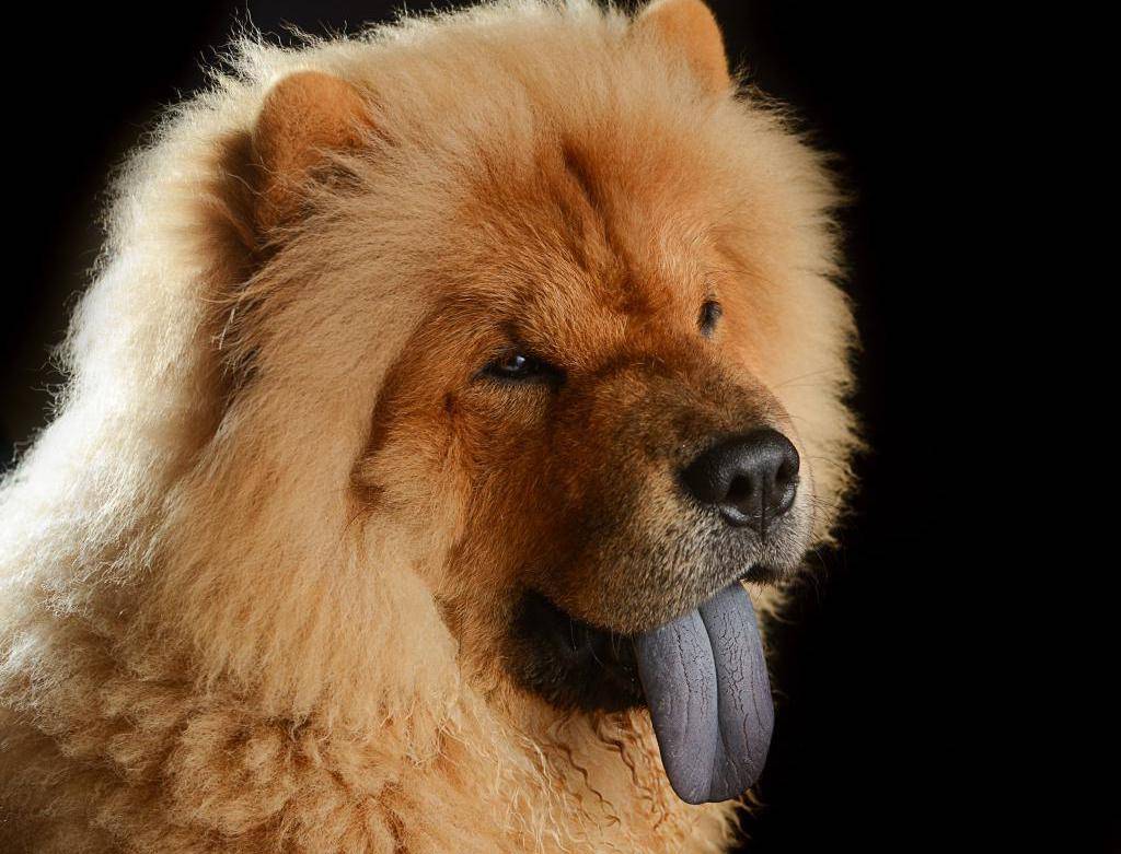 Собаки с фиолетовым языком — название и фото пород