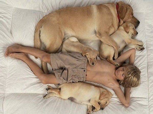 Можно ли спать с собакой в одной постели