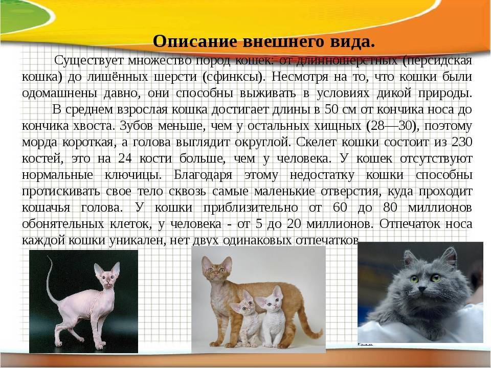 Кошка эльф – описание породы с фото от а до я