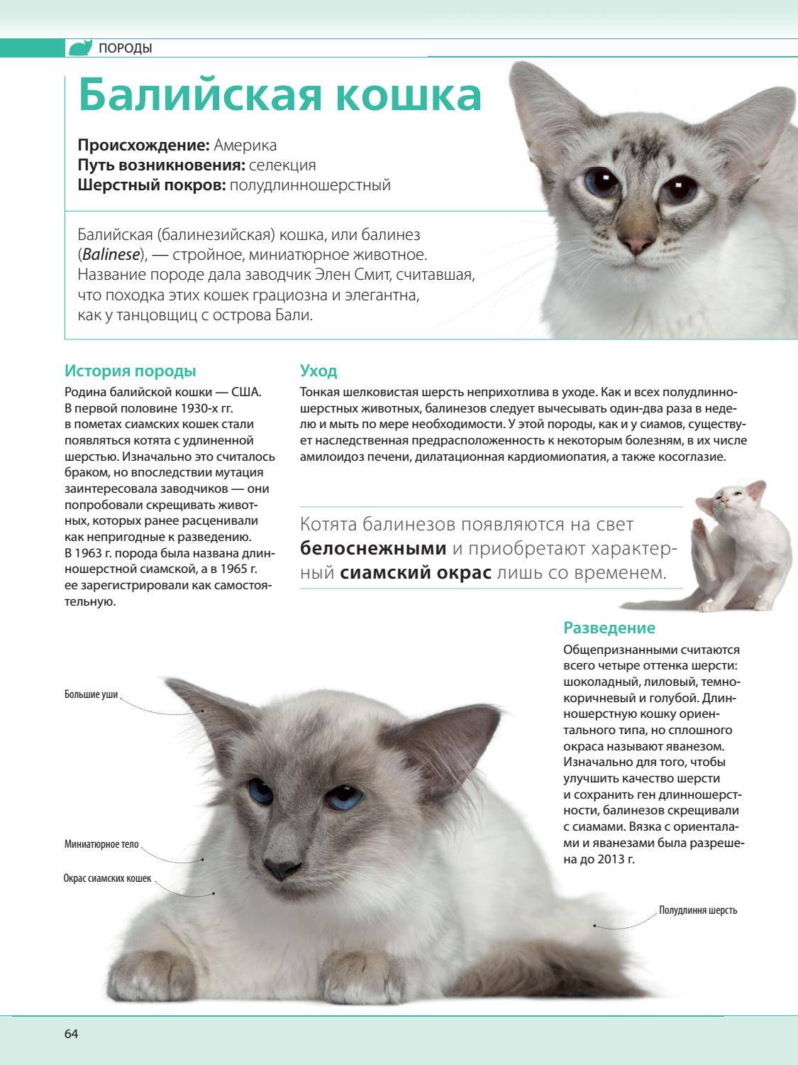 Тайская кошка – обзор породы с оценкой характеристик | обалденно