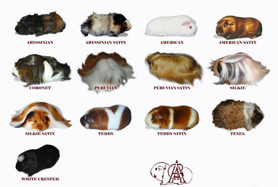 Породы морских свинок: названия видов морских свинок, фотографии пород морских свинок