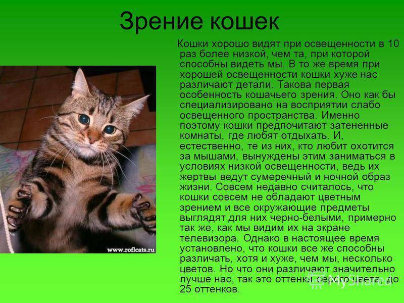 ᐉ какие цвета видят кошки? - ➡ motildazoo.ru