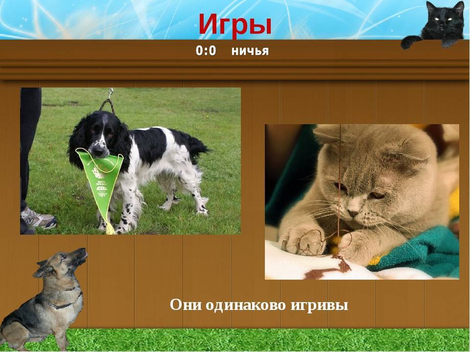 IQ домашнего любимца: самые умные породы кошек