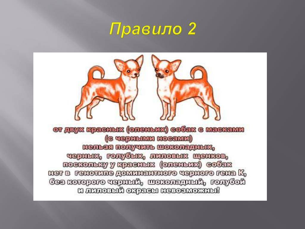 Как выглядит собака чихуахуа: характеристика внешности и поведения породы