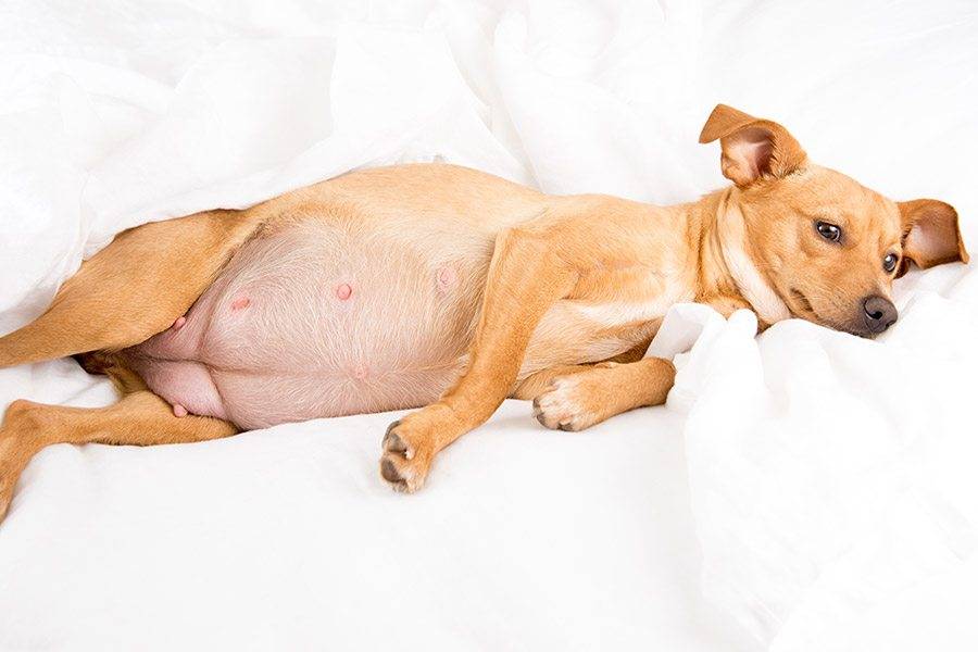 Ложная беременность у собак: симптомы и лечение, что делать, как протекает - kotiko.ru