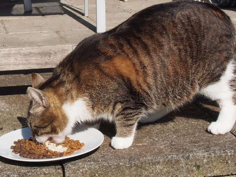 Лишний вес и ожирение у кошки - признаки, последствия, лечение