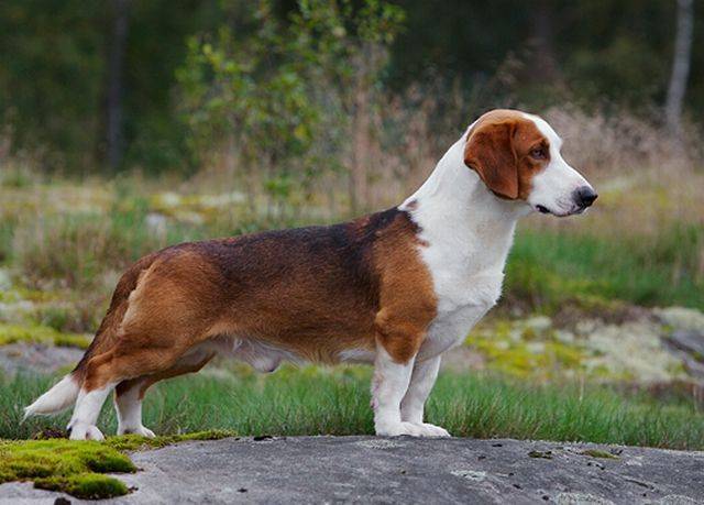 Древер (шведский таксообразный бракк): обзор породы собак с фото и видео