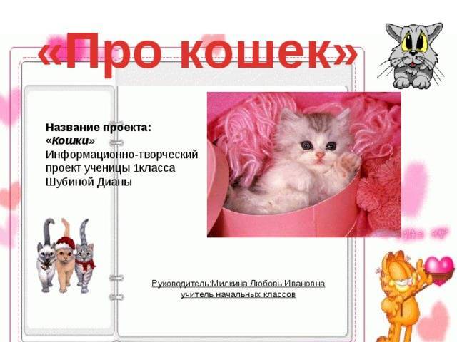 Вязка кошек: подготовка, детали и правила проведения случки (спаривания) у котов