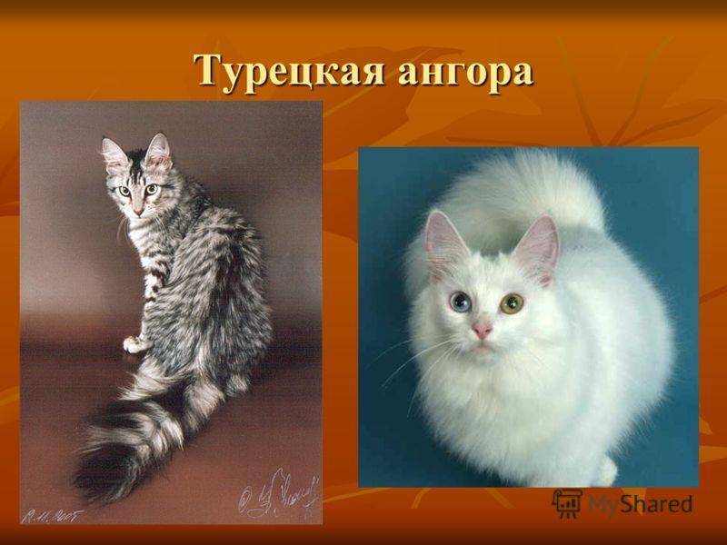 Ангарская кошка или турецкая ангора