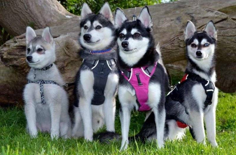 Интересно об аляскинских кли каях: особенности собак «мини хаски»