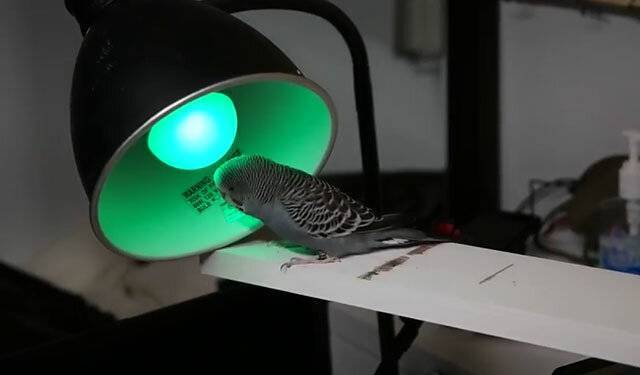 Уф лампа для попугаев - 5 правил освещения для птиц.