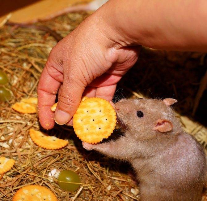 Чем кормить домашних белых крыс: разрешенные и запрещенные продукты
