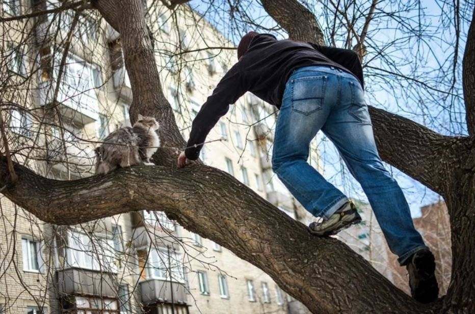 Действенные способы, чтобы быстро снять кошку с высокого дерева самостоятельно
