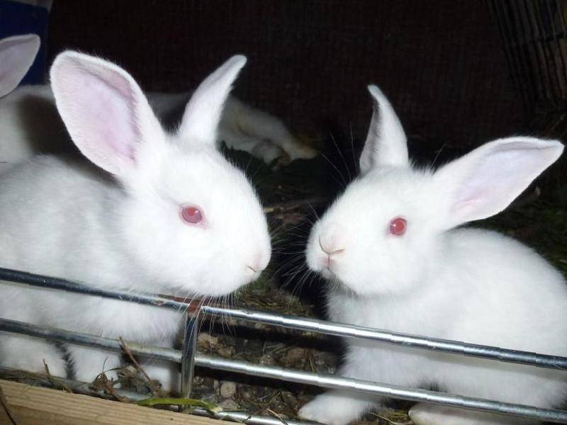 Кролики белый великан: описание породы, разведение в домашних условиях