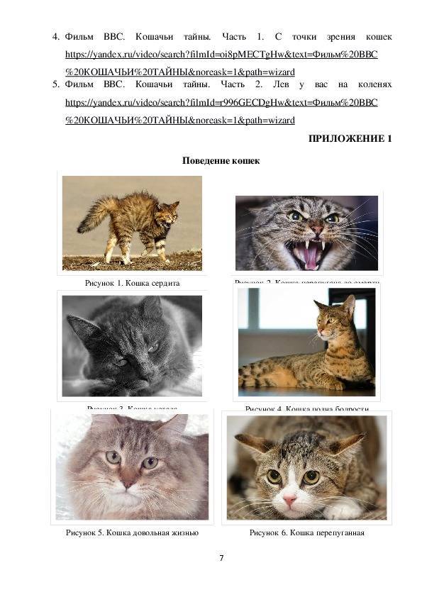 Как по поведению кошки понять, что у нее проблемы со здоровьем | brodude.ru