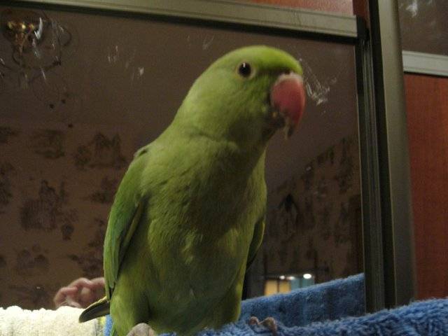 Ожереловый попугай - уход и содержание в домашних условиях