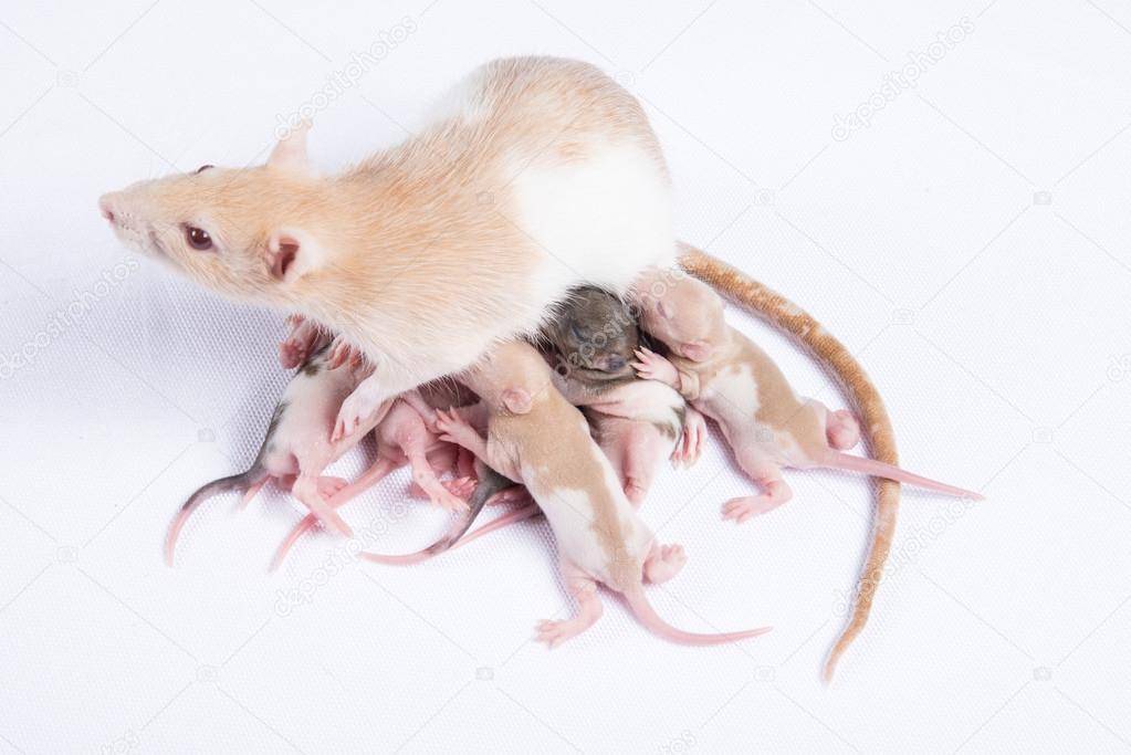 Определение возраста домашней крысы