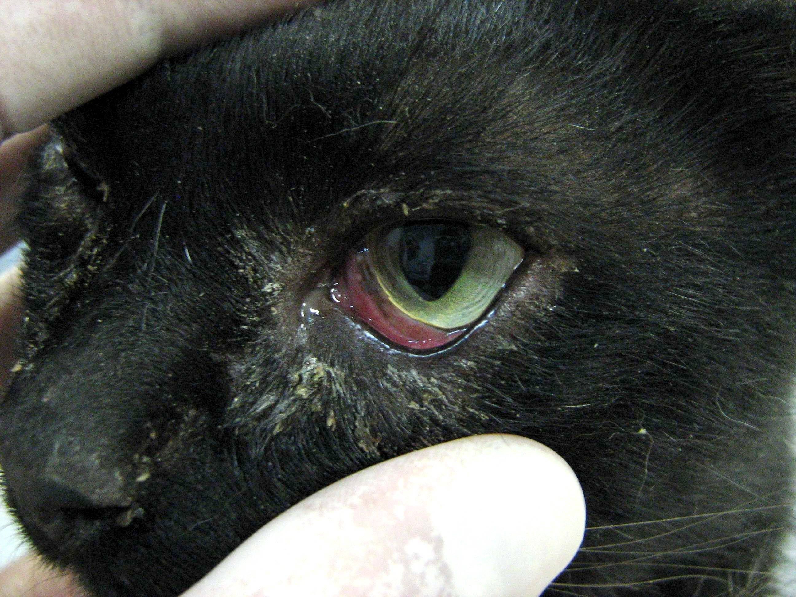 Если у кошки или собаки красные глаза. что делать, лечение, причины